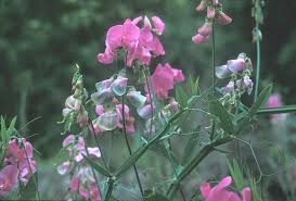 Attēlu rezultāti vaicājumam “Lathyrus latifolius leaf”