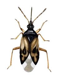 Attēlu rezultāti vaicājumam “Anthocoris nemorum”