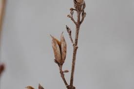 Attēlu rezultāti vaicājumam “Syringa vulgaris fruit”