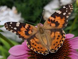 Attēlu rezultāti vaicājumam “Vanessa cardui”