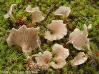 Attēlu rezultāti vaicājumam “Arrhenia spatulata”