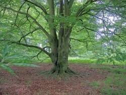 Attēlu rezultāti vaicājumam “Fagus sylvatica fo. laciniata”