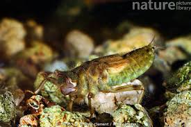 Attēlu rezultāti vaicājumam “Orthetrum cancellatum”