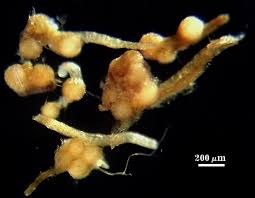 Attēlu rezultāti vaicājumam “Enteridium corticatum spores”