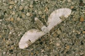 Attēlu rezultāti vaicājumam “Eupithecia centaureata”