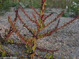 Attēlu rezultāti vaicājumam “Chenopodium polyspermum fruit”