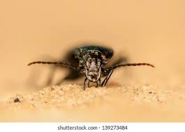 Attēlu rezultāti vaicājumam “Pterostichus niger”