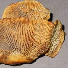 Attēlu rezultāti vaicājumam “Gloeophyllum sepiarium”