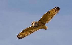 Attēlu rezultāti vaicājumam “Asio flammeus”