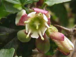 Attēlu rezultāti vaicājumam “Ribes uva-crispa flower”