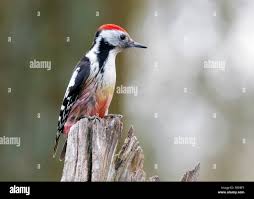 Attēlu rezultāti vaicājumam “Dendrocopos medius adult”