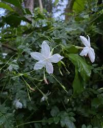 Attēlu rezultāti vaicājumam “Tubifera montana young”