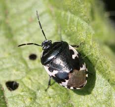 Attēlu rezultāti vaicājumam “Tritomegas bicolor nymph”