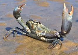 Image result for Cancer borealis