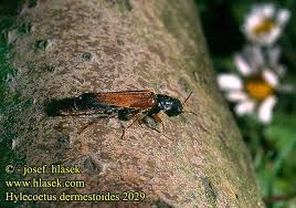 Attēlu rezultāti vaicājumam “Hylecoetus dermestoides”