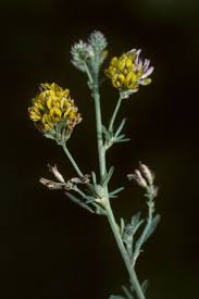 Attēlu rezultāti vaicājumam “Medicago x varia  leaf”