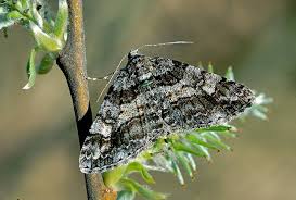 Attēlu rezultāti vaicājumam “Cleora cinctaria”