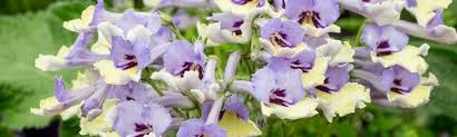 Image result for Streptocarpus