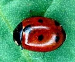 Attēlu rezultāti vaicājumam “Coccinella quinquepunctata”