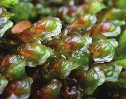 Attēlu rezultāti vaicājumam “Scapania undulata”