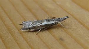 Attēlu rezultāti vaicājumam “Platytes alpinella”