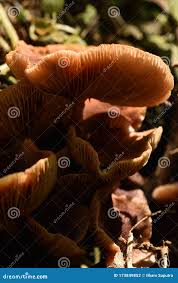 Attēlu rezultāti vaicājumam “Collybia acervata”