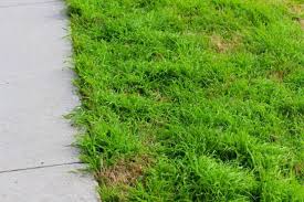 Attēlu rezultāti vaicājumam “Poa trivialis”