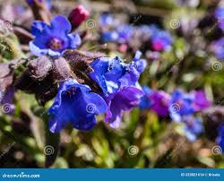 Attēlu rezultāti vaicājumam “Pulmonaria angustifolia leaf”