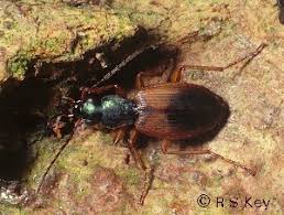 Attēlu rezultāti vaicājumam “Anchomenus dorsalis”