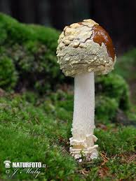 Attēlu rezultāti vaicājumam “Amanita regalis”