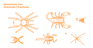 Attēlu rezultāti vaicājumam “Arachnida”