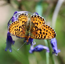 Attēlu rezultāti vaicājumam “Clossiana euphrosyne underside”