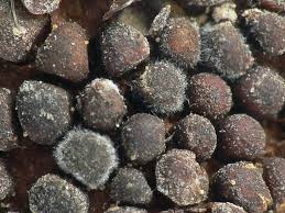 Attēlu rezultāti vaicājumam “Pucciniastrum areolatum”