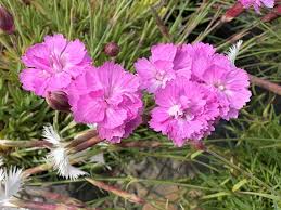 Image result for Dianthus gratianopolitanus