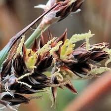 Attēlu rezultāti vaicājumam “Luzula multiflora”