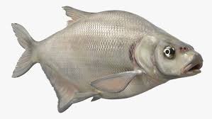 Image result for Blicca bjoerkna