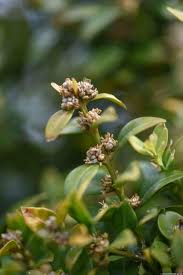 Attēlu rezultāti vaicājumam “Buxus sempervirens flower”