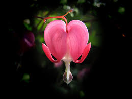 Image result for tränendes Herz