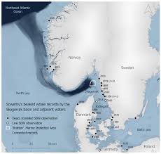 Image result for Mesoplodon bidens