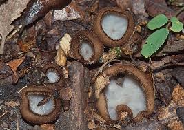 Attēlu rezultāti vaicājumam “Humaria hemisphaerica”