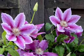 Attēlu rezultāti vaicājumam “Clematis flower”