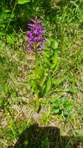Attēlu rezultāti vaicājumam “Dactylorhiza majalis subsp. baltica flower”