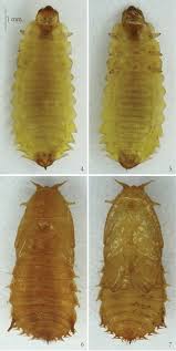 Attēlu rezultāti vaicājumam “Retinia resinella pupa”