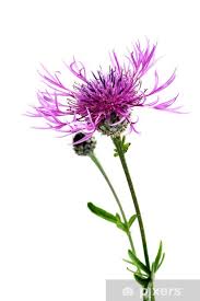 Attēlu rezultāti vaicājumam “Centaurea jacea”