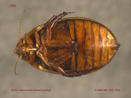 Attēlu rezultāti vaicājumam “Dytiscidae”