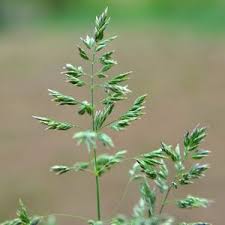 Attēlu rezultāti vaicājumam “Poa pratensis flower”