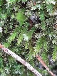 Attēlu rezultāti vaicājumam “Pohlia nutans”