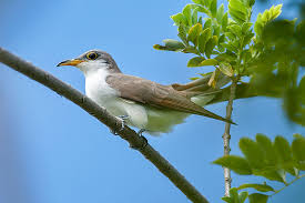 Image result for Coccyzus americanus