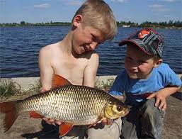 Attēlu rezultāti vaicājumam “Rutilus rutilus”