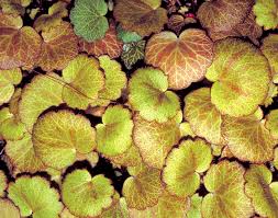 Attēlu rezultāti vaicājumam “Saxifraga cymbalaria fruit”